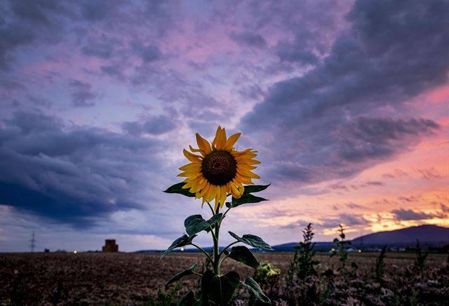어둠이 내려앉고 있는 20일(현지시간) 독일 프랑크푸르트의 들판에 해바라기 한 송이가 활짝 피어 있다. AP 연합뉴스