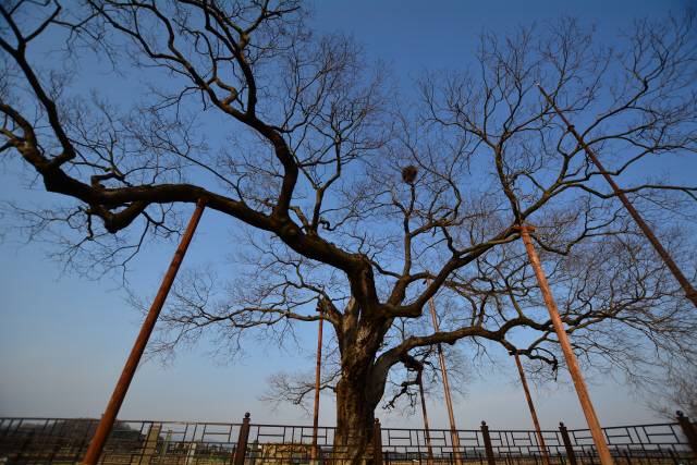 사람처럼 이름도 있고 땅도 가진 국내 유일의 팽나무 천연기념물 400호 황목근이 경북 예천군 용궁면 금남리의 논 한가운데 우뚝 서 있다.