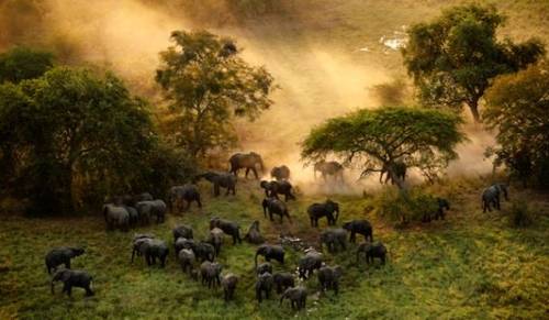 '최후의 동물들' 스틸컷 [카라 제공]