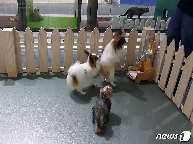 지난 8월21일~25일까지 열린 '펫페어 아시아'에서는 강아지와 고양이를 데리고 나온 업체들이 많았다. © 뉴스1 최서윤 기자