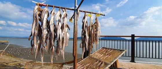 풀치는 7~8마리씩 한 줄로 매달아 맑은 날 햇볕에 말린다. 대개 한 줄에 5000~6000원을 받는다.