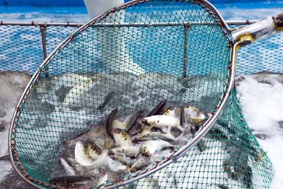 갓 잡은 전어들. 힘이 대단하다. 전어는 성질이 급해, 죽기 전에 빨리 수조에 옮겨야 한다. 백종현 기자