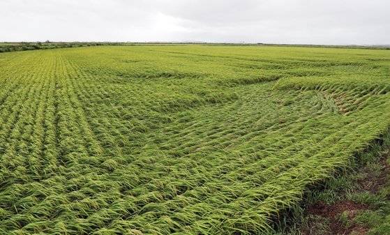 제 13호 태풍 '링링'이 서해안을 지나 북상한 7일 오후 전남 영암군 삼호면 서호리 들녘의 벼가 쓰러져 있다.[뉴스1]