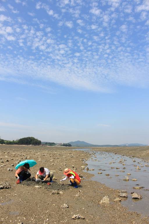 서산 웅도 바지락 채취 체험