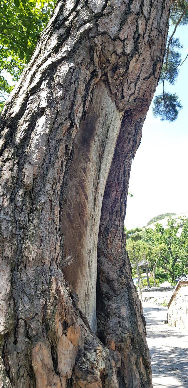 일제가 송진 채취를 위해 강화 석모도 소나무에 남긴 상처모습. 산림과학원 제공