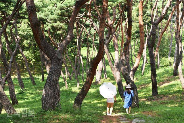 해미읍성 북측의 솔숲. 정문의 잔디밭과는 또 다른 분위기다.