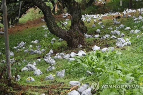 태풍 '링링'에 떨어진 안성 배 [연합뉴스 자료사진. 재판매 및 DB 금지]