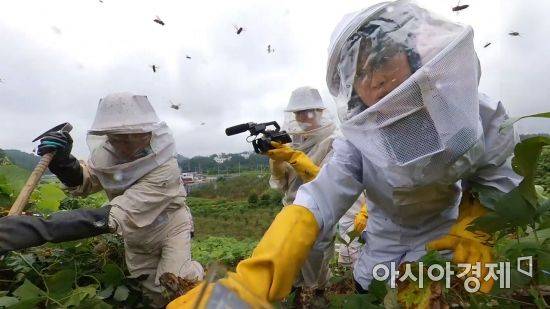 추석 성묘를 앞두고 말벌에 대한 주의가 요구되고 있다. 지난 한 달 사이 말벌 쏘임으로 인한 사망 사고가 2건 발생하면서 당국 또한 말벌에 대한 경계와 주의를 당부하고 있다. 사진은 장수말벌집을 제거하는 박성용(59) 씨와 기자의 모습.