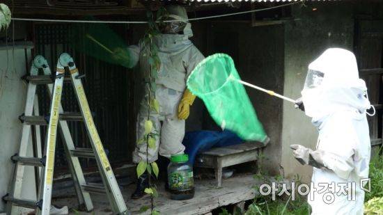 전북 고창의 한 폐가에서 진행한 말벌집 제거작업 현장. 규모가 작은 털보말벌집이었지만 외부인의 등장에 벌들의 공격은 사납고 매서웠다. 벌복이라 불리는 방충복은 벌들이 잘 달라붙지 못하는 비닐 재질로 만들어져 유용하게 쓰이고 있지만, 벌집 제거 기간인 8월 말~9월 중순 까지의 무더운 날씨에는 입은지 1분 만에 땀이 쏟아질 정도로 더운 단점을 갖고 있다. 사진 = 김현우 PD