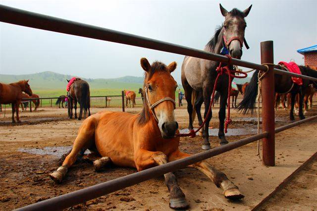 우란부퉁 초원의 군마훈련장.