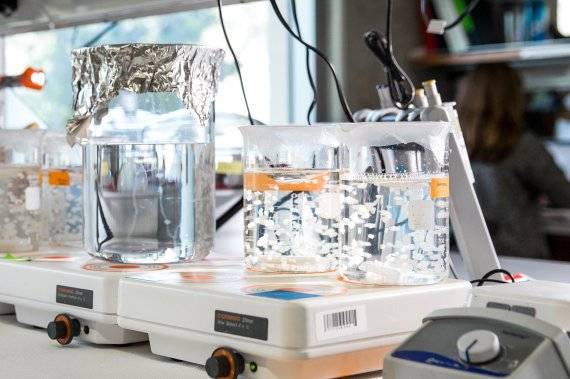 돼지의 골격근에서 채취한 심장 결합 조직은 섬유질 세포 외 기질 만이 남아 있을 때까지 클렌징 과정을 거친다. 샌디에이고대학 제공