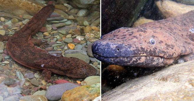 무려 2m…세계서 가장 큰 중국장수도롱뇽 신종 발견