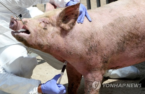 ASF 막아라…돼지 채혈하는 방역 관계자 [연합뉴스 자료사진]