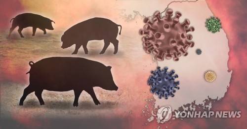 국내 돼지열병 확산 (PG) [권도윤 제작] 사진합성·일러스트