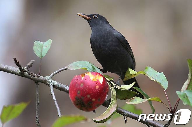<자료사진> © AFP=뉴스1