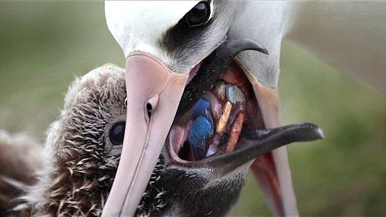 크리스 조던이 북태평양 미드웨이섬에 서식 중인 새들의 삶을 8년간 추적한 다큐멘터리 '알바트로스'(2018)의 한 장면. 바다에서 구한 플라스틱 쓰레기를 먹이로 생각한 어미가 새끼에게 게워 먹이고 있다.[사진 크리스 조던]