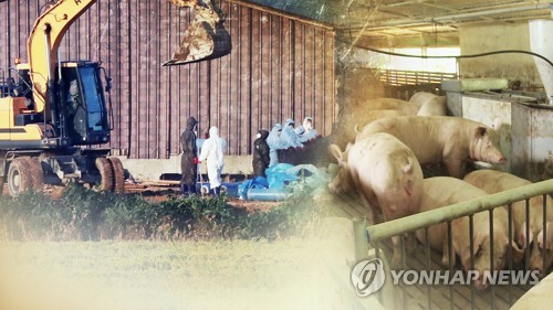 발병 속출 강화군 초비상…"모든 돼지 살처분" (CG) [연합뉴스TV 제공]