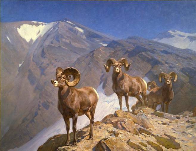 산악인들-윌콕스 협곡의 큰뿔양들(1912), 칼 룽기우스