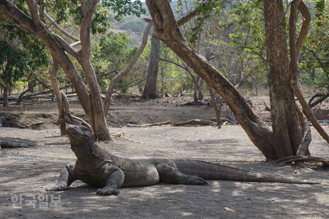 인도네시아 코모도국립공원에 서식하는 코모도왕도마뱀. 낮엔 공원 주위를 어슬렁거리거나 그늘에서 휴식을 취한다.