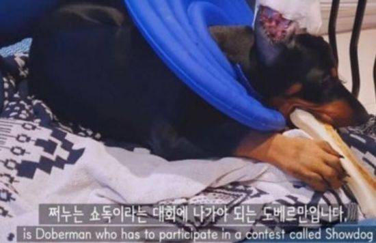 지난 8일 아프리카BJ 서윤이 반려견 '쩌누'의 단이수술 관련 영상을 공개해 논란이 일었다/사진=BJ 서윤 유튜브 캡처