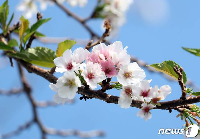 22일 오전 제주 서귀포시 남원읍 위미리의 한 도로 근처 벚나무에 봄꽃인 벚꽃이 활짝 펴 시선을 끌고 있다. 2019.10.22 /뉴스1 © News1 오현지 기자