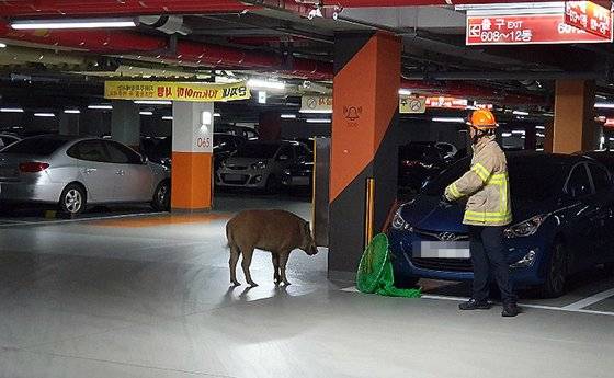 멧돼지는 보통 사람을 피하고 공격성을 나타내지 않지만 예민한 번식기에는 사람과 마주치면 공격을 할 수 있어 조심해야 한다. 사진은 지난 6일 세종시 한 아파트 주차장에 나타난 멧돼지. [연합뉴스]