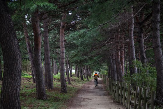 송지호 둘레길의 하이라이트인 빽빽한 소나무숲.