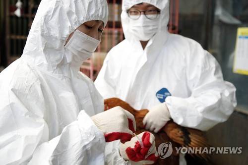 조류인플루엔자 바이러스 검사 [연합뉴스 자료사진]