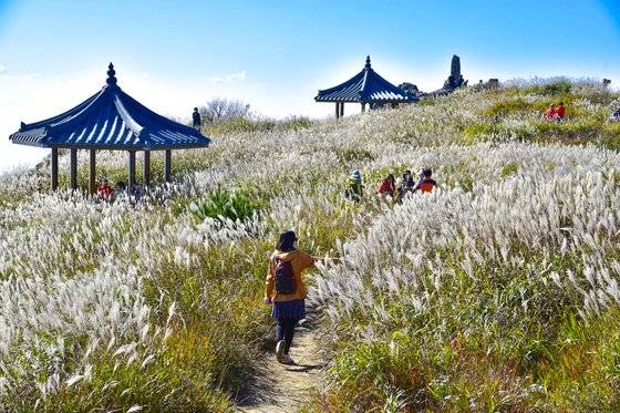 비슬산은 가을마다 억새밭이 은빛 장관을 이룬다. [사진 대구관광뷰로]