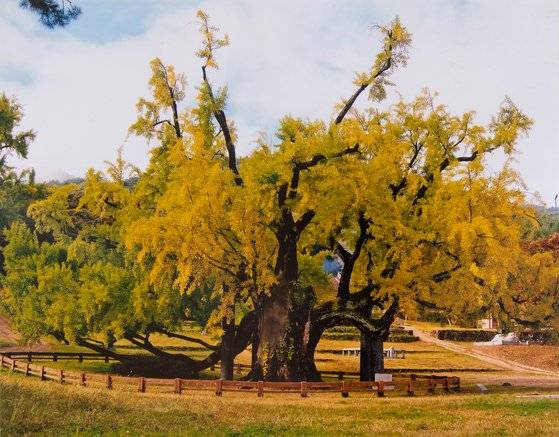 도동서원의 수령 440년 은행나무. [사진 대구관광뷰로]