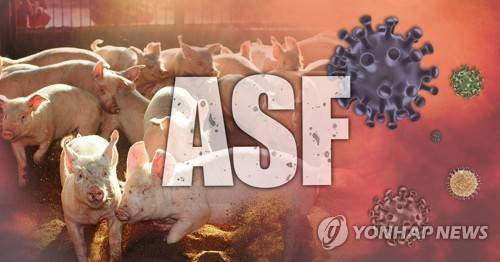 아프리카돼지열병(ASF) (PG) [권도윤 제작] 사진합성·일러스트