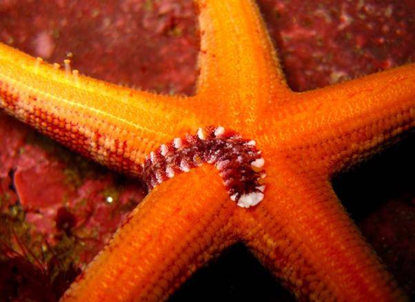 불가사리류에 서식하는 유령비늘갯지렁이. 다모류는 매우 다양한 환경에 서식하고 있다. 국립생물자원관