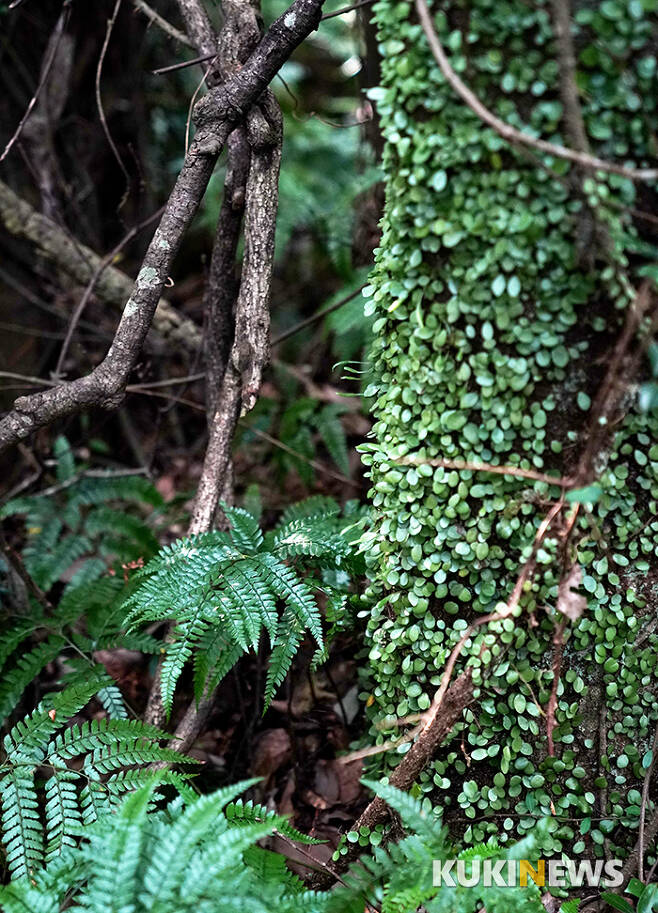 콩짜개덩굴은 제주의 곶자왈에서 고사리류의 식물과 함께 가장 흔하게 보이는 착생식물이다.