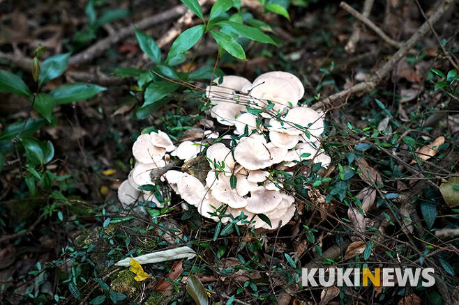 숲에서 버섯은 쓰러진 나무의 분해를 촉진한다.