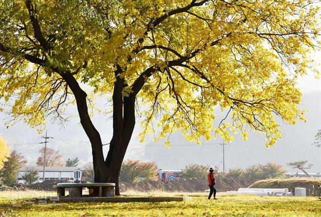 아우라지역 뒤편 캠핑장에 자라고 있는 뽕나무 잎에 노랗게 단풍이 들었다.