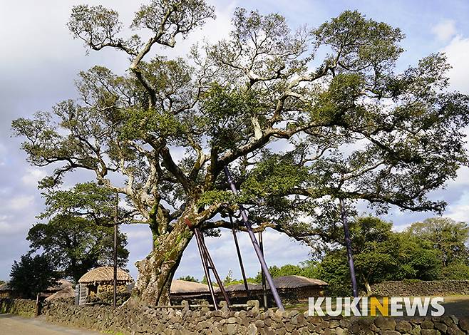 성읍민속마을의 근민헌 맞은편에는 수령 600 년으로 추정되는 폭낭 (팽나무)이 아직 건강하게 자라고 있다.