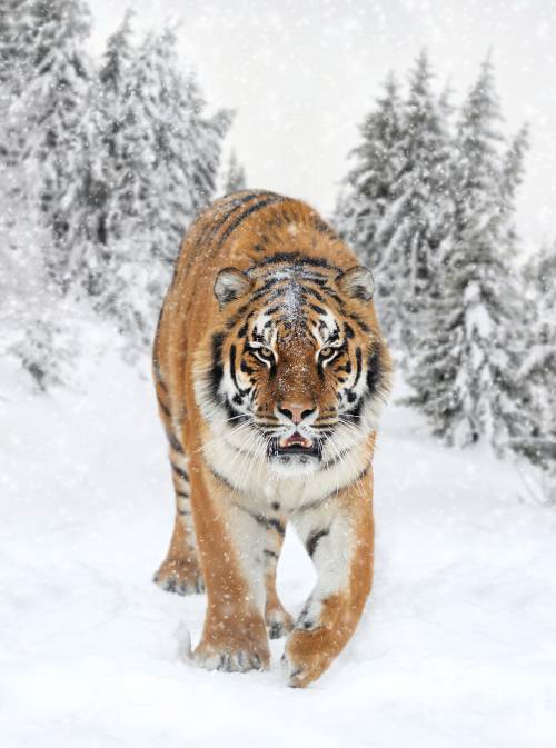 아무르호랑이. [GettyImage]