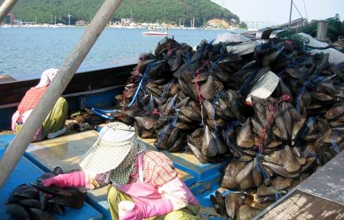 어선 갑판서 키조개 선별 작업하는 아낙들 [보령시 제공. 재판매 및 DB 금지]