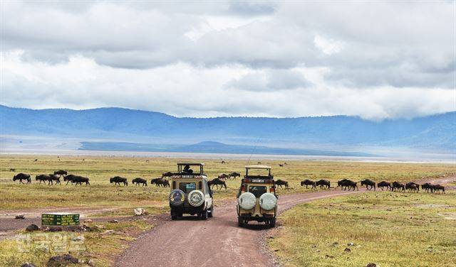 누 무리가 사파리 차량을 가로 막고 유유히 이동하고 있다.