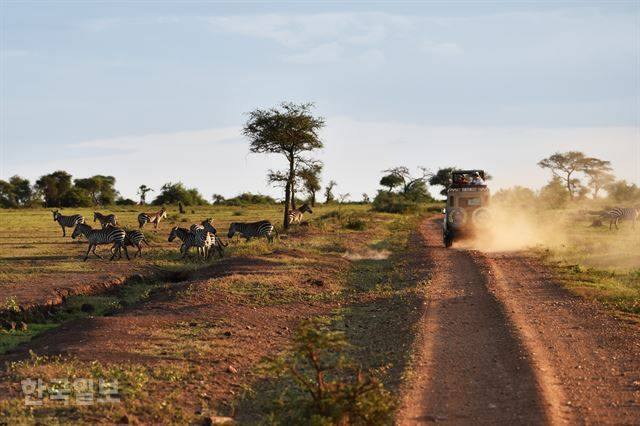 숙소로 돌아가는 차량 옆 초원에서 얼룩말 무리가 한가로이 거닐고 있다.