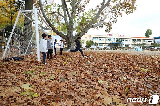 13일 경북 영천시 임고초등학교에서 어린이들이 플라타너스가 떨군 낙엽을 밟으며 축구를 하고 있다. 이 학교에는 100년된 40m높이의 플라타너스 숲이 조성돼 2003년 '아름다운 학교 숲' 대상에 선정됐다 . 2019.11.13/뉴스1 © News1 정우용 기자