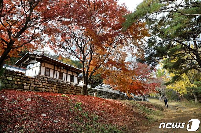 13일 경북 영천시 자양면 성곡리 영일 정씨 문중 묘소를 지키기위해 지어진 하천재에 새빨간 단풍이 하늘을 온통 뒤덮고 있다. 2019.11.13/뉴스1 © News1 정우용 기자