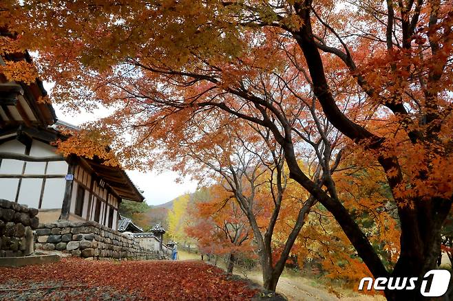 13일 경북 영천시 자양면 성곡리 영일 정씨 문중 묘소를 지키기위해 지어진 하천재에 새빨간 단풍이 온통 뒤덮고 있다. 2019.11.13/뉴스1 © News1 정우용 기자