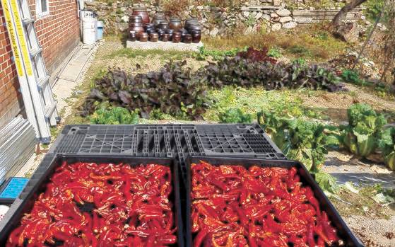 산골의 겨울은 빠르다. 김장은 벌써 마쳤고 뒤란에는 배추와 갓이 아직 남았다.