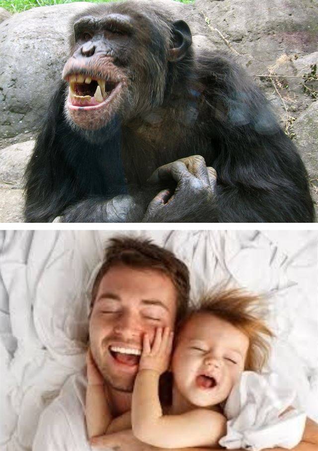 프로바인은 ‘AhAh~’웃는 침팬지 등의 비분절적 웃음(위 사진, 위키피디아)과 달리 ‘HaHa~’라는 분절적 소리로 웃는 호모사피엔스의 날숨 통제능력이 고도 음성언어를 획득하는 데 기여했을 것이라고 주장했다. 그는 태초에 ‘말씀’이 아니라 ‘웃음’이 있었고, 웃음의 시작은 원초적 육체적 교감, 예컨대 부모와 아이의 간지럽히기 같은 행위였을 것이라고 추정했다. pixahere.com