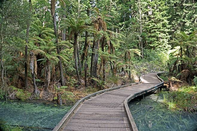 레드우드 수목원의 울창한 침엽수림 군락은 시간을 중생대로 되돌려 놓는다