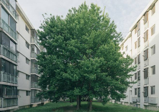 경기 의정부 용현주공아파트 단지와 나무.