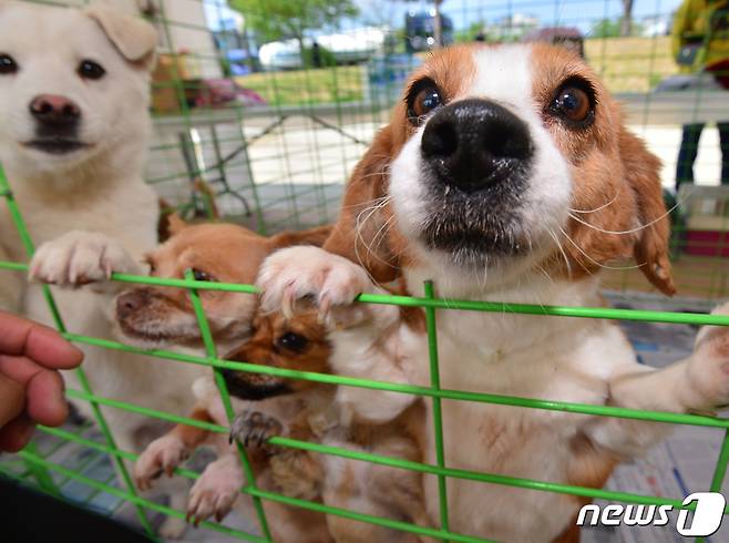 (자료사진) © News1 최창호 기자