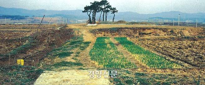 오창산업단지 부지로 조성되기 전의 소로리. 이곳에서 1만5000년전 벼가 확인됐다.|한국선사문화연구원 제공