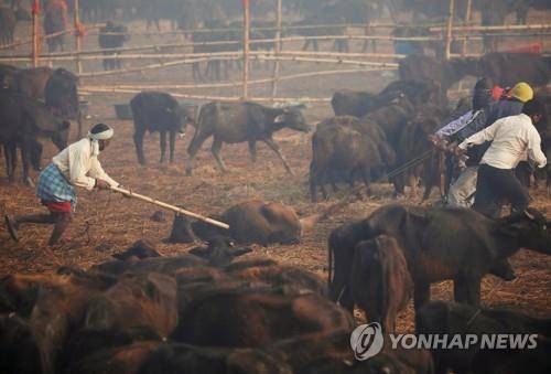 네팔 가디마이 축제에 제물로 바쳐질 버팔로들의 모습. 2019.12.2 [로이터=연합뉴스]